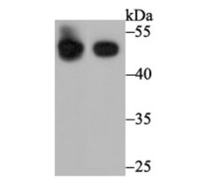 BHMT Mouse anti-Human, Mouse, Rat, Clone: 90, Novus Biologicals 100 &mu;l;